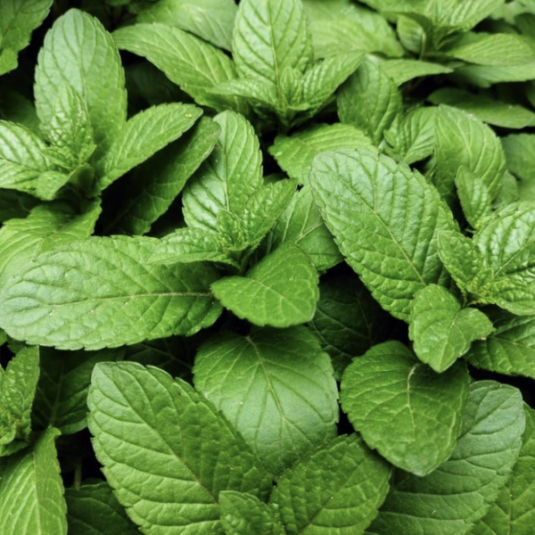 Peppermint
